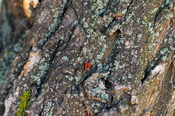 piros bogár a fán - Fotó, kép