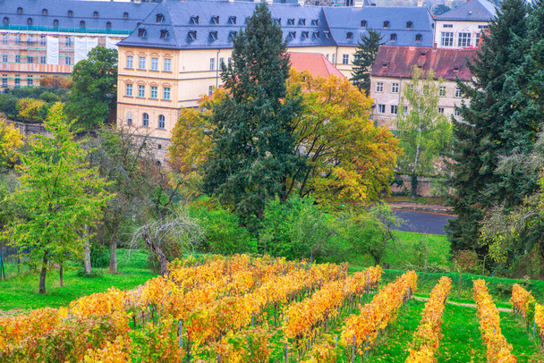 Szőlőültetvények ősszel, lenyűgöző kilátással a németországi Bamberg városra - Fotó, kép