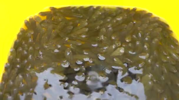 Manojo de pichones vivos dentro de un cubo amarillo - Metraje, vídeo