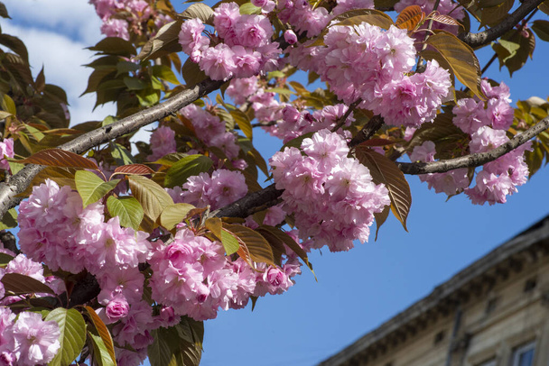 Baharda Kanzan kiraz ağacının pembe çiçekleri, yumuşak pembe çiçekli Japon kirazı "Kanzan", Prunus serrulata "Kwanzan Kirazı"". - Fotoğraf, Görsel