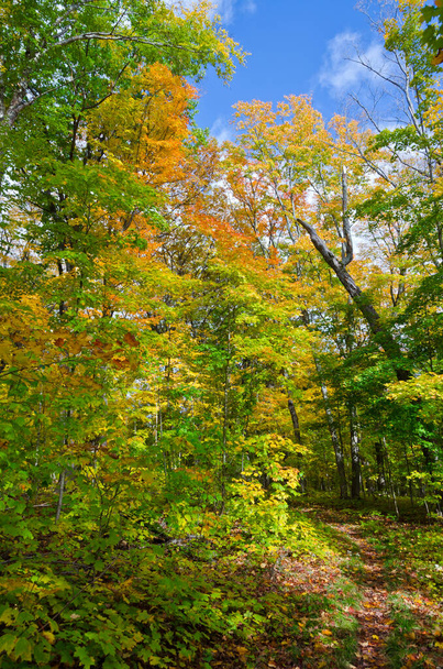 Fall colorful trees in Killarney park . Ontario, Canada - Foto, Bild
