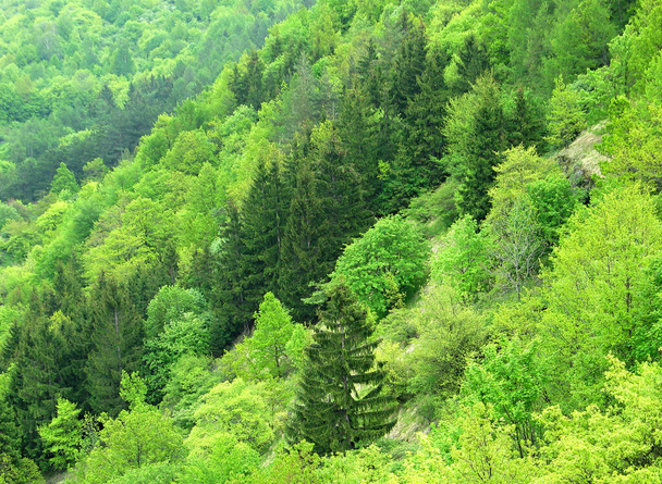 Background with mountain forest slope, slopes and valley. Spring natural greenery with many species of coniferous and deciduous trees. - Photo, Image
