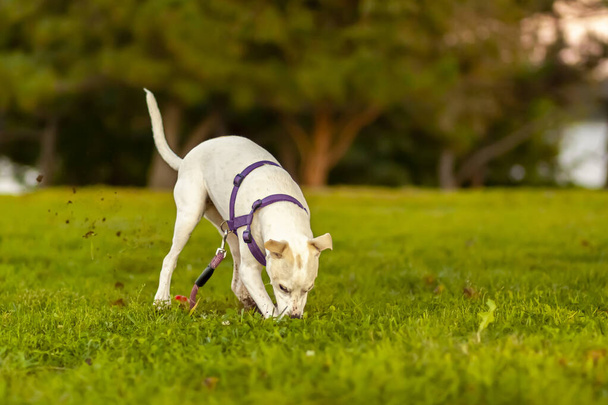 un lindo cachorro terrier poco con pieles blancas y manchas de color marrón claro está cavando rápidamente el campo de hierba desalojando un montón de barro y tierra. El perro curioso aparentemente está tratando de encontrar algo debajo. - Foto, Imagen