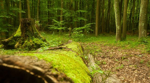 Bir kayın ormanının arka planına karşı orman çalılarının görüntüsü olarak eski, kesilmiş bir sandık yosun ile kaplanmış. - Fotoğraf, Görsel