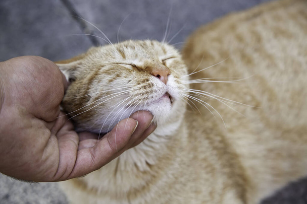 Persona acariciando gato callejero, animales y mascotas, afecto felino - Foto, Imagen