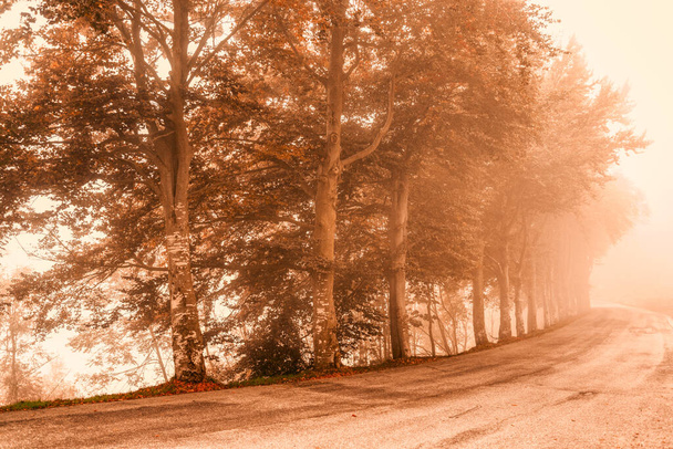 ilustrace cesty v mlze s řadou stromů v podzimní sezóně - Vektor, obrázek