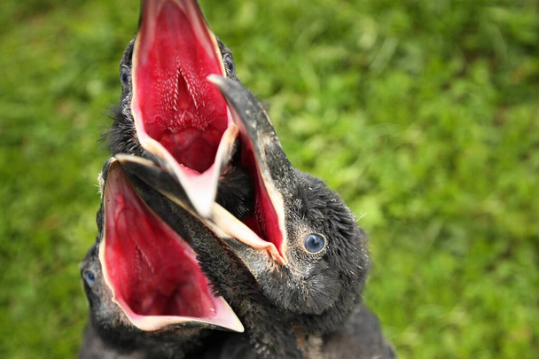 Corvo negro no habitat natural. Jovens pássaros corvos no ninho. - Foto, Imagem