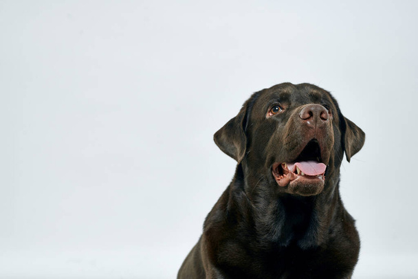 Açık arkaplan portresi üzerinde siyah saçlı safkan bir köpek, yakın plan, kırpık manzara. - Fotoğraf, Görsel