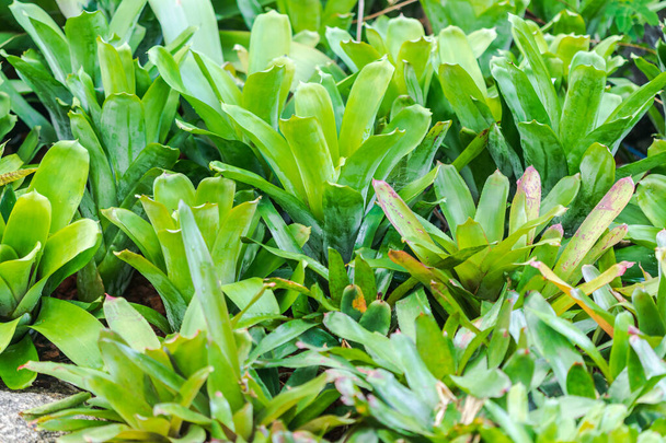 Bromeliad, or Aechmea fasciata, Urn Plant, bromeliaceae Green leaf background beautiful and Useful decorative ornamental plants - Photo, Image