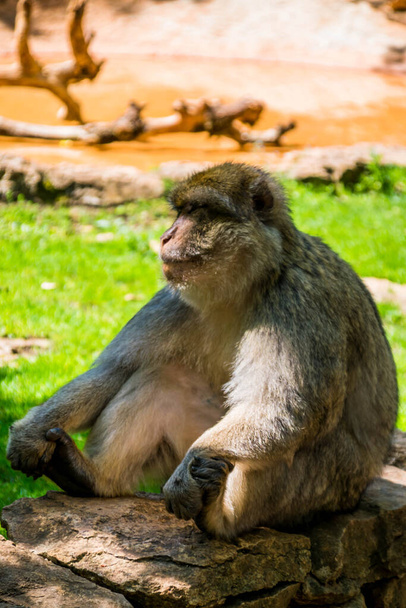 Barbary macaque ή Magot φωτογραφήθηκε σε ένα πάρκο ζώων. - Φωτογραφία, εικόνα