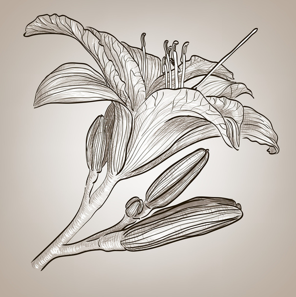 Beautiful lily flower - Вектор, зображення
