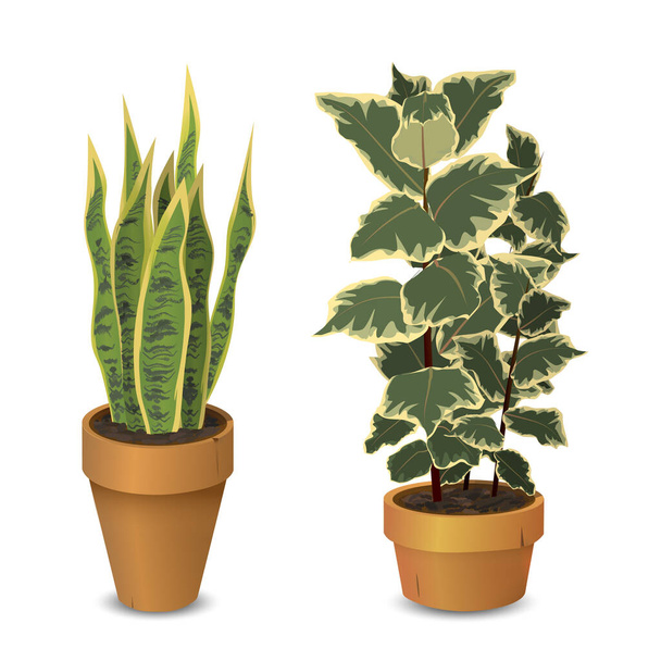 Topfpflanzen im Topf als Zimmerpflanzen - Vektor, Bild