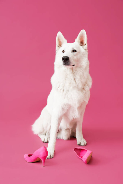 Funny naughty dog with shoes on color background - Фото, зображення