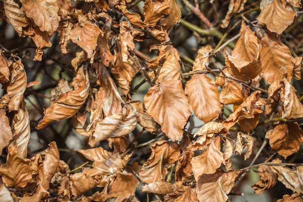 Beech hedge with dry leafs in autumn - Foto, imagen