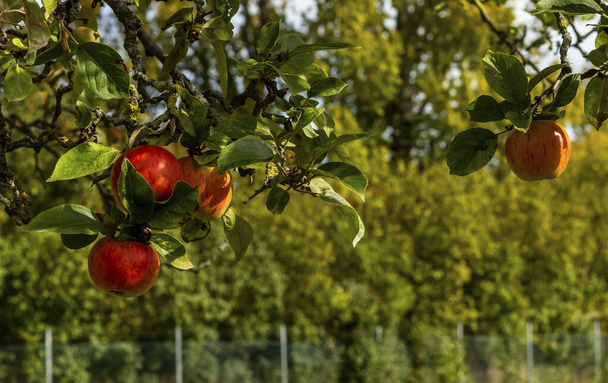 Sonbahar hasat zamanı. Bahçedeki elma ağaçları. - Fotoğraf, Görsel