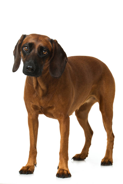 Баварская горная собака - Фото, изображение