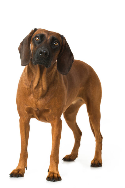 Bawarski pies górski izolowany - Zdjęcie, obraz