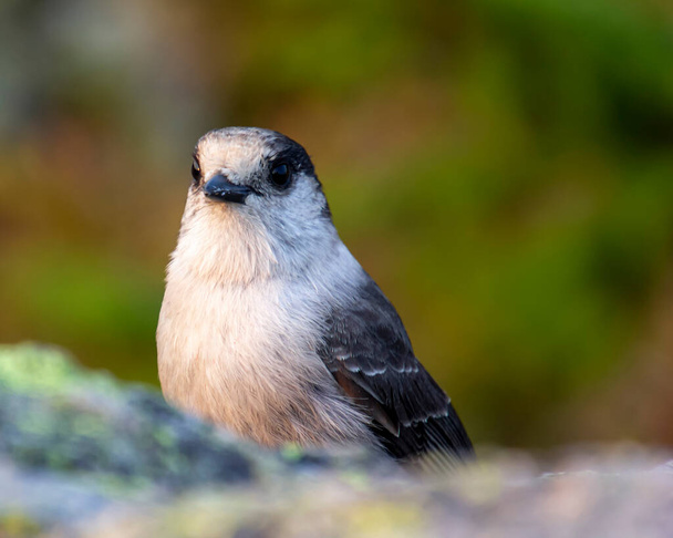 Gray Jay sitting on a rock up in the mountains. Cute bird with grey and brown feathers. Close up portrait of the bird., with green background. Autumn picture - Photo, Image
