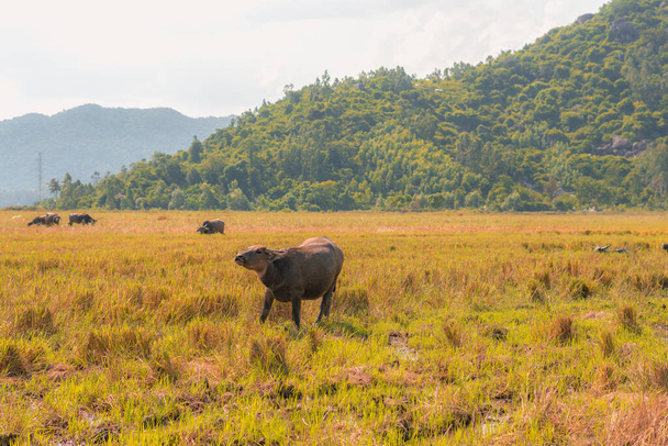 Water Buffalo Standing graze rice grass field meadow sun, forested mountains background, clear sky. Landscape scenery, beauty of nature animals concept late summer early autumn day - Photo, Image