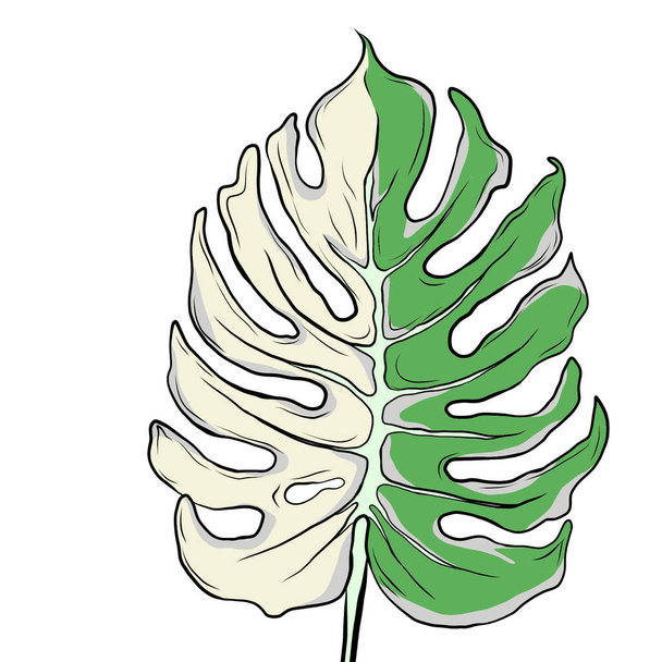 Line drawing,beautiful Monstera leaves on white background.Modern natural background.Minimalist drawing print,creative with illustration in flat design. - Photo, Image