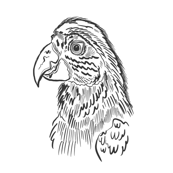 Papagaio pássaro desenhado à mão esboço. Desenho tropical bonito.Ilustração vetorial. - Vetor, Imagem