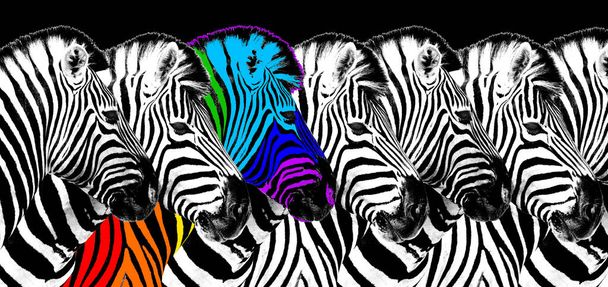 Обычный и радужный цвет зебры черный фон изолирован, индивидуальность концепции, выделяются из толпы, уникальный символ, независимость, инакомыслие, думать по-разному, творческая идея, разнообразие, Outstand, бунтарь - Фото, изображение