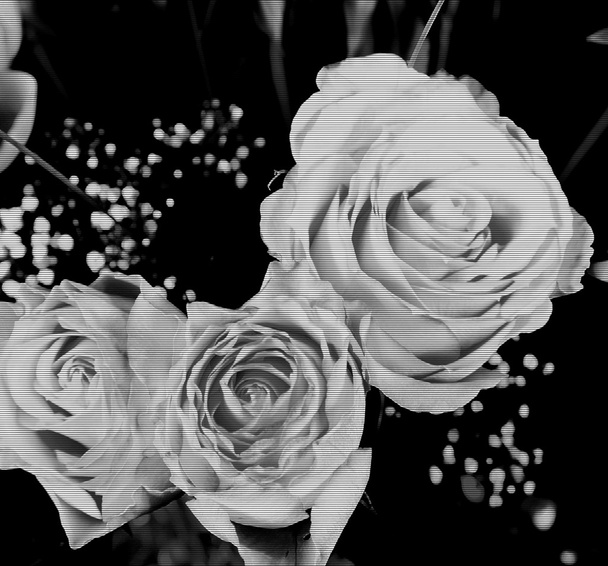 Roses - Foto, immagini