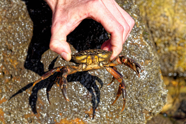 Hand of man holding common shore sea crab at low tide on the Durham Heritage Coast - Regno Unito - Foto, immagini