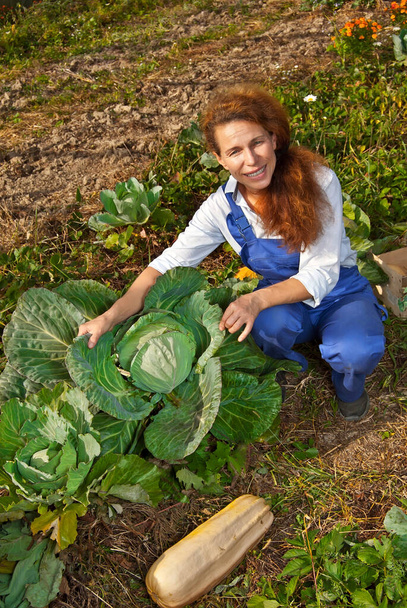 A woman in a blue jumpsuit collects vegetables in the garden. Farmer near a large cabbage. - Foto, afbeelding
