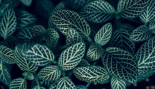 Fittonia albivenis Background White stripes leaf background blue background - Photo, Image