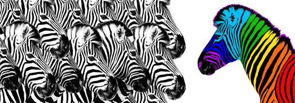 Solito & colore arcobaleno zebra sfondo bianco isolato, concetto di individualità, distinguersi dalla folla, simbolo di unicità, indipendenza, dissenso, pensare diverso, idea creativa, diversità, stand, ribelle - Foto, immagini