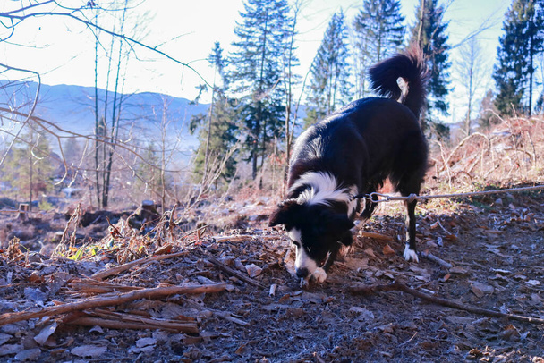 Border collie playing with a wood in the pine forest of Roana on the Asiago plateau in Veneto, animals and nature - Photo, Image