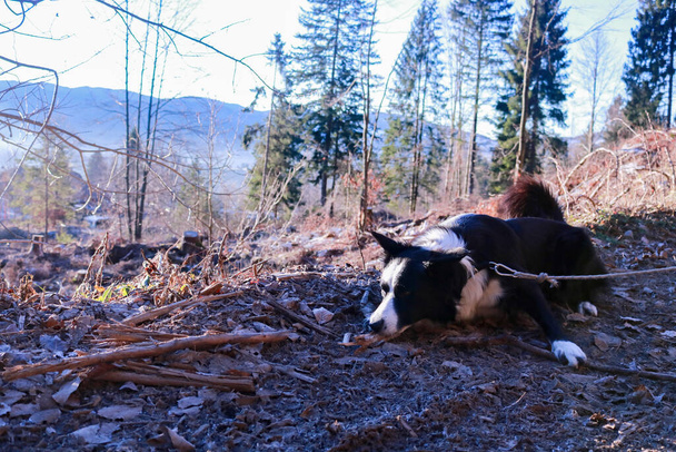 Border collie jouant avec un bois dans la pinède de Roana sur le plateau Asiago en Vénétie, animaux et nature - Photo, image