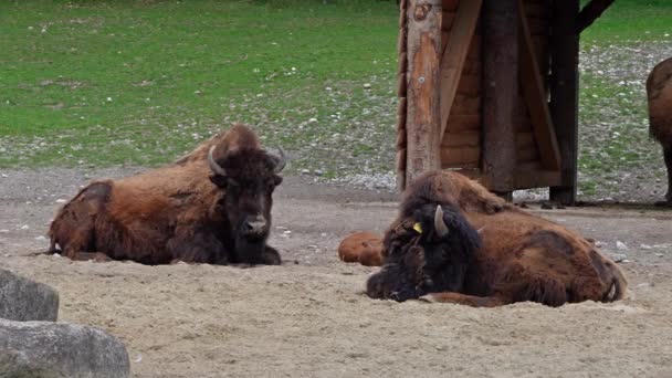 Le bison d'Amérique ou simplement bison, aussi connu sous le nom de buffle d'Amérique ou simplement buffle, est une espèce de bison nord-américaine qui errait autrefois en Amérique du Nord dans de vastes troupeaux.. - Séquence, vidéo
