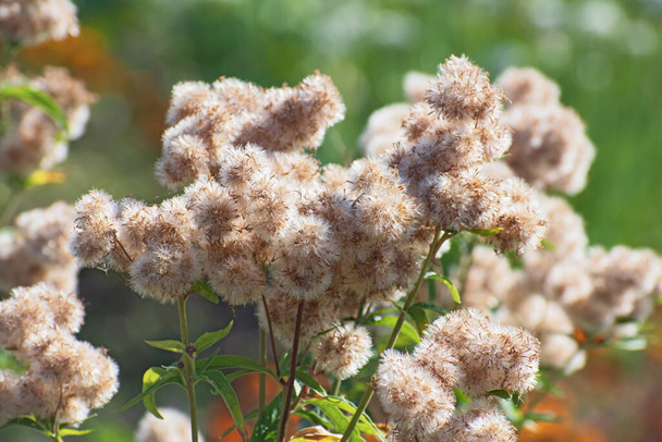 Adorables bolas esponjosas de flores esclavizadas de otoño descoloridas sobre un fondo floral de vegetación borrosa con un lo de bokeh. Nombre en latín - Asclepias - Foto, imagen