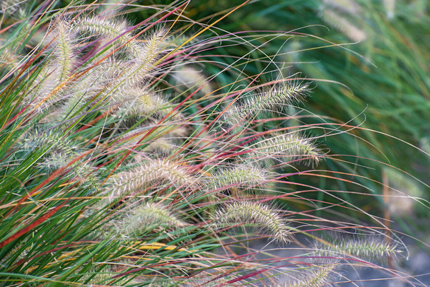Vue rapprochée d'étonnants épillets décoratifs pelucheux et multicolores automne longue herbe sur fond floral vert flou  - Photo, image
