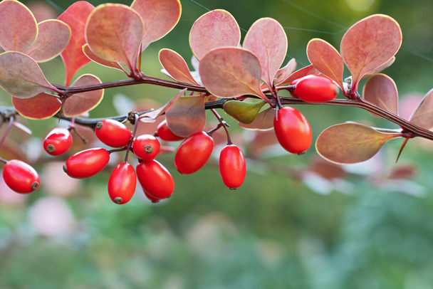 Дивовижна гілка барбарису з яскраво-червоними ягодами та фіолетовими листям крупним планом на розмитому різнокольоровому фоні з павутиною
 - Фото, зображення