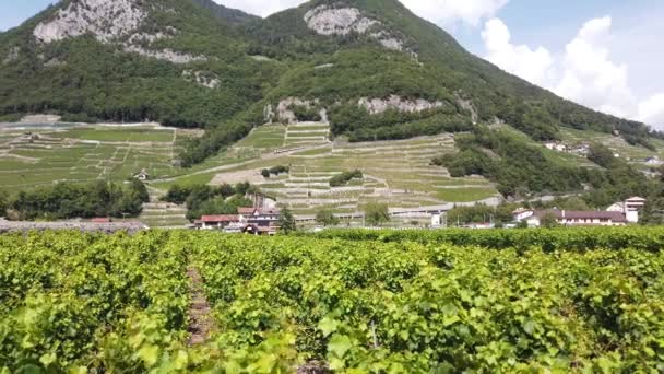 Tervezett szőlőültetvények Vaud - Felvétel, videó