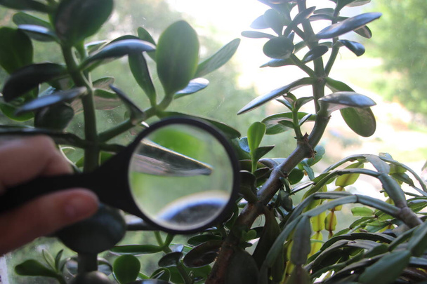クラスラ植物は、科学者の自然主義者の手によって虫眼鏡の下に残します。調査概念. - 写真・画像
