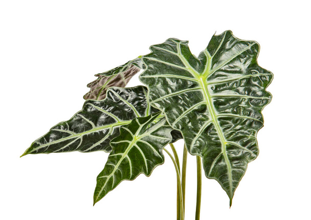 Blätter von Alocasia sanderiana, Kris-Pflanze, exotisches tropisches Blatt, isoliert auf weißem Hintergrund mit Schnittpfad - Foto, Bild