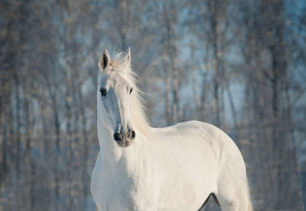 white horse in winter - Photo, Image