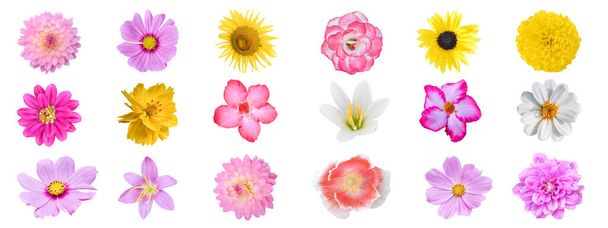 Колекція різних барвистих квітів, ізольовані на білому тлі з відсічним контуром
. - Фото, зображення