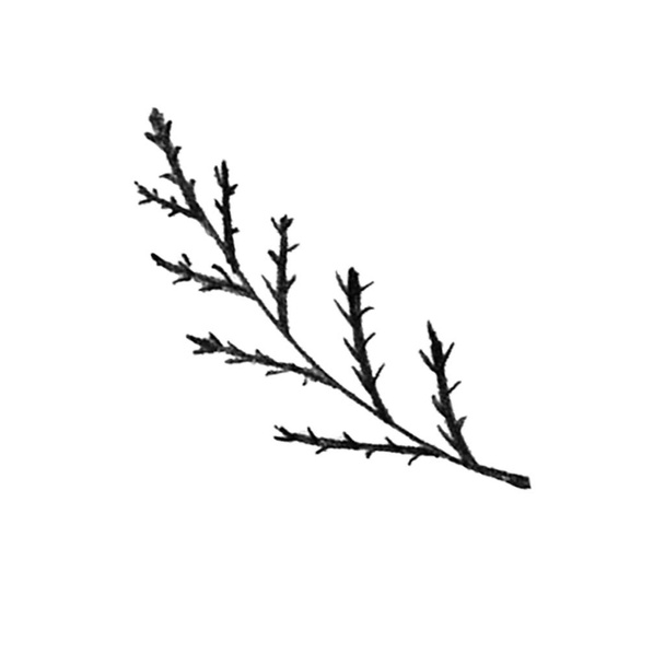 Black and White Hand-Drawn Isolated Flower Twig. Monochrome Botanical Plant Illustration in Sketch Style. Thin-leaved Marigolds for Print, Tattoo, Design, Holiday, Wedding and Birthday Card. - Photo, Image