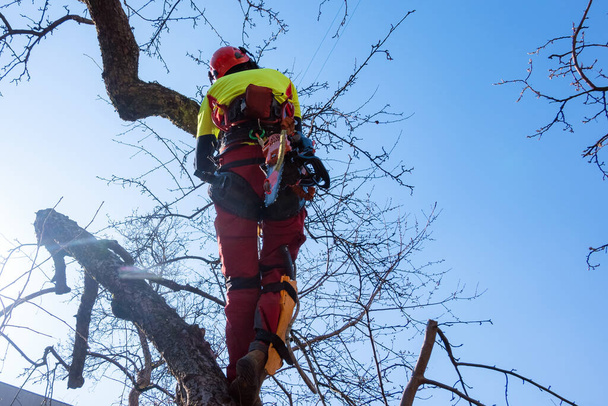 Man pruning tree tops using a saw. Lumberjack wearing protection gear and sawing branches after storm in the city. High risk job - Photo, image