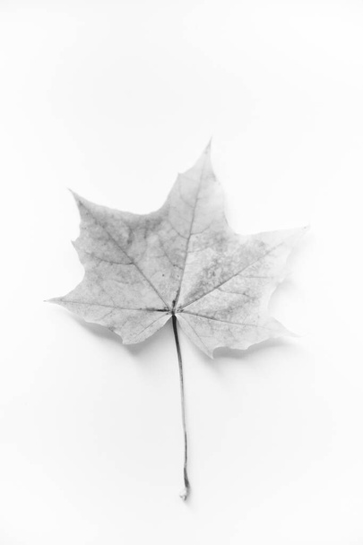 Autumn background made of dry leaves. Flat lay, top view. Copy space for text. - Foto, Imagen