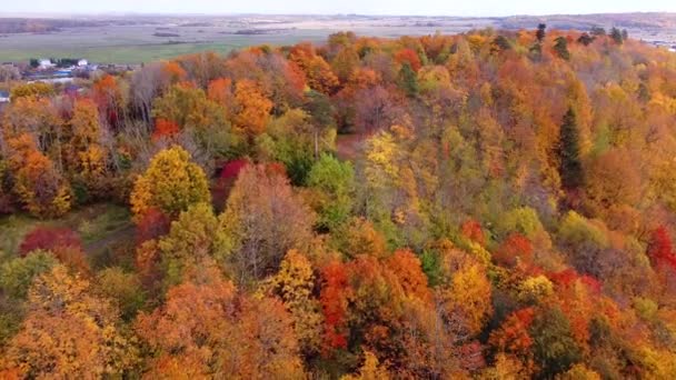 Pohyb videa podzimních stromů shora. Pohled shora. Video z dronu. Podzimní stromy nahoře. krajina. Fotky ze vzduchu. Krásný výhled. Pomerančovníky. - Záběry, video