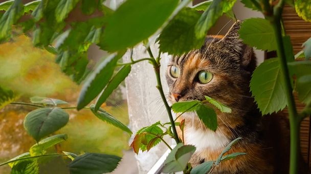 Huiskat verstopt in de bladeren van planten zit op de vensterbank en kijkt door het raam naar de straat. - Foto, afbeelding