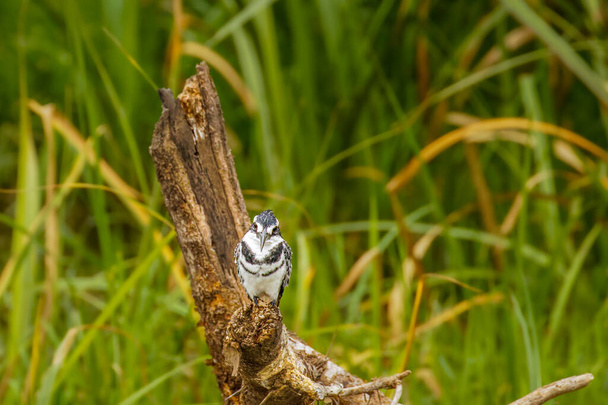 A male Pied Kingfisher (Ceryle rudis) sitting on a branch, Queen Elizabeth National Park, Uganda. - Photo, Image