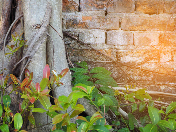 Mur en brique avec des racines d'arbre avec effet soleil. - Photo, image