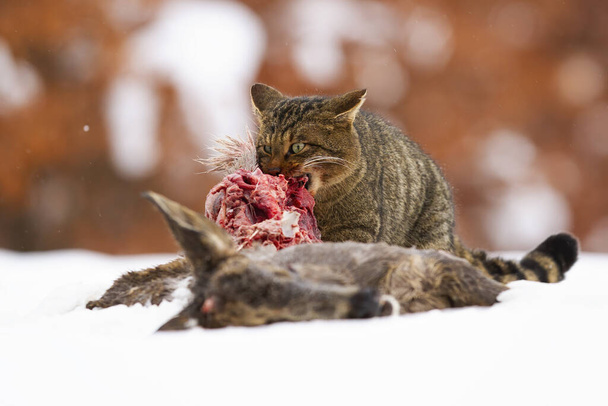Éhes európai vadmacska télen döglött zsákmányt eszik havon.. - Fotó, kép